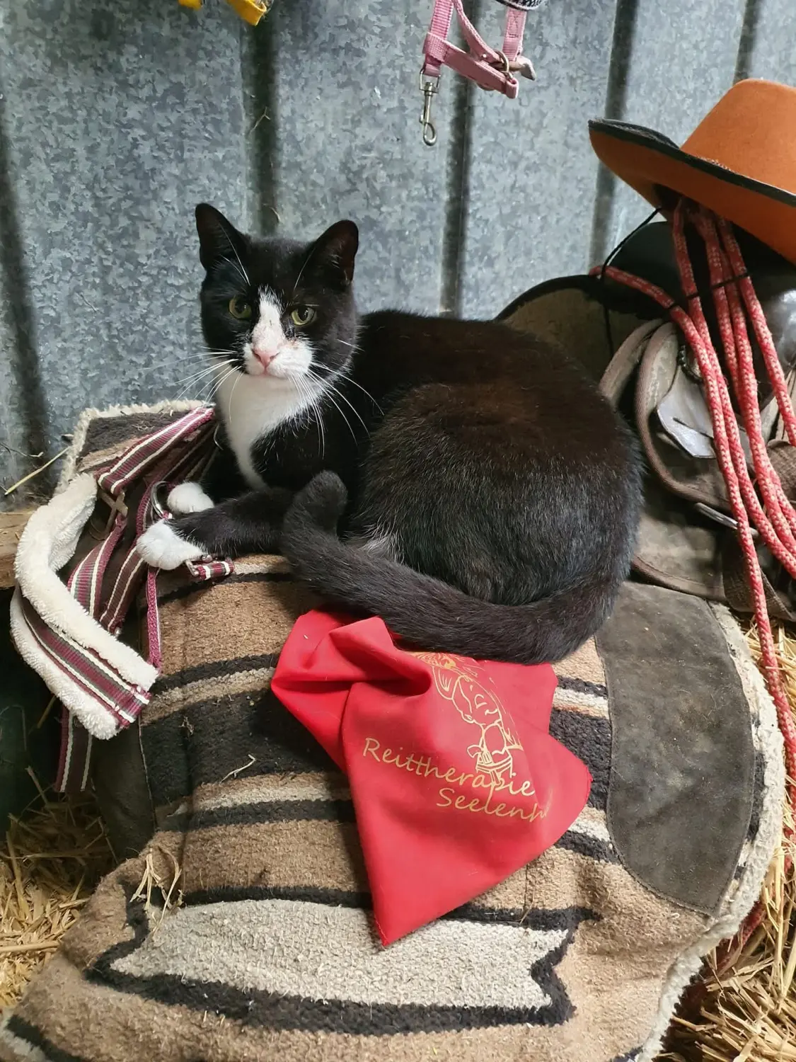 Reittherapie Seelennhalt - Reiten - Kat