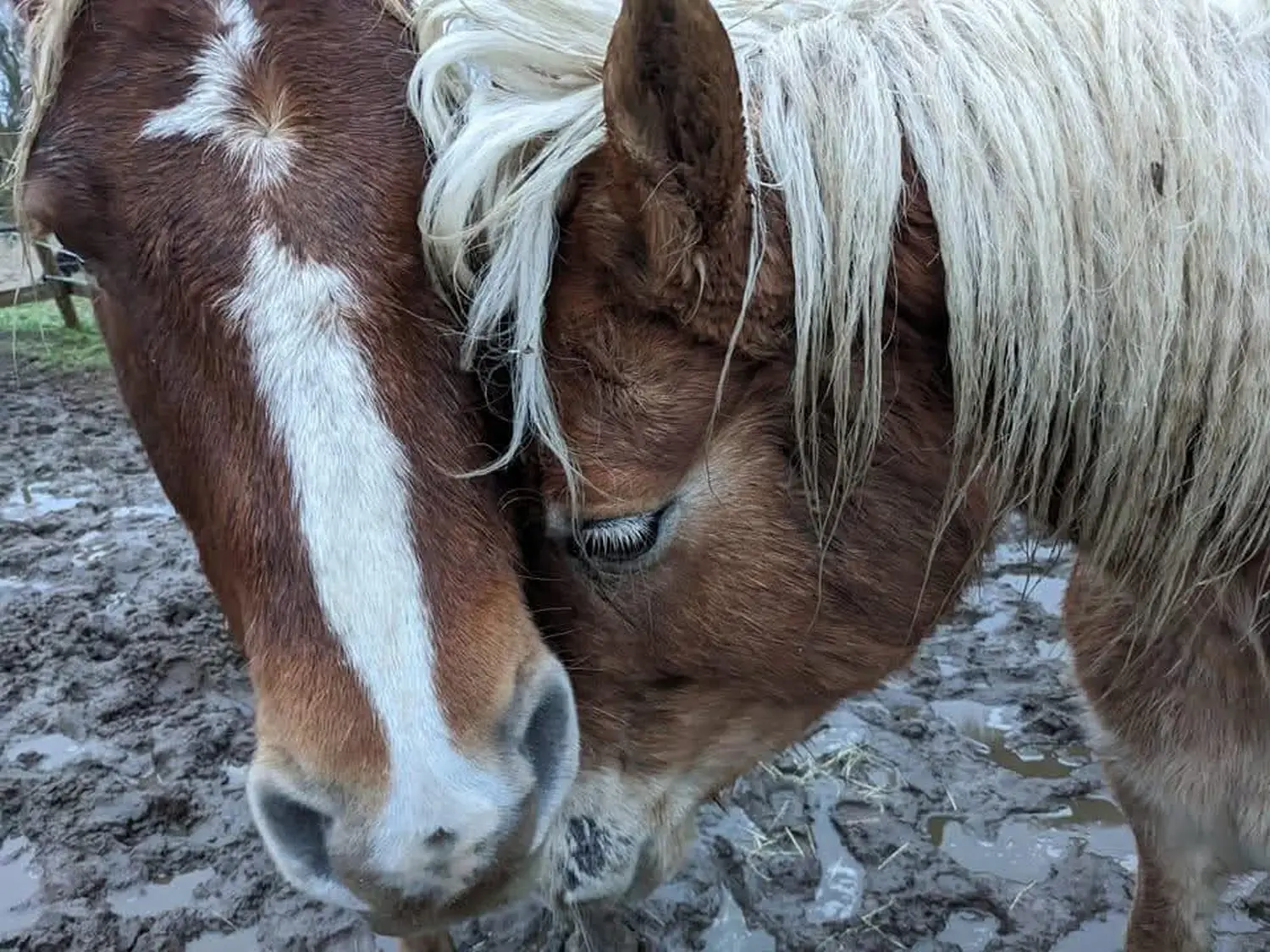 Reittherapie Seelenhalt - Reiten
