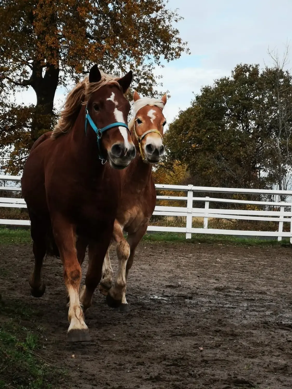 Reittherapie Seelenhalt - Reiten