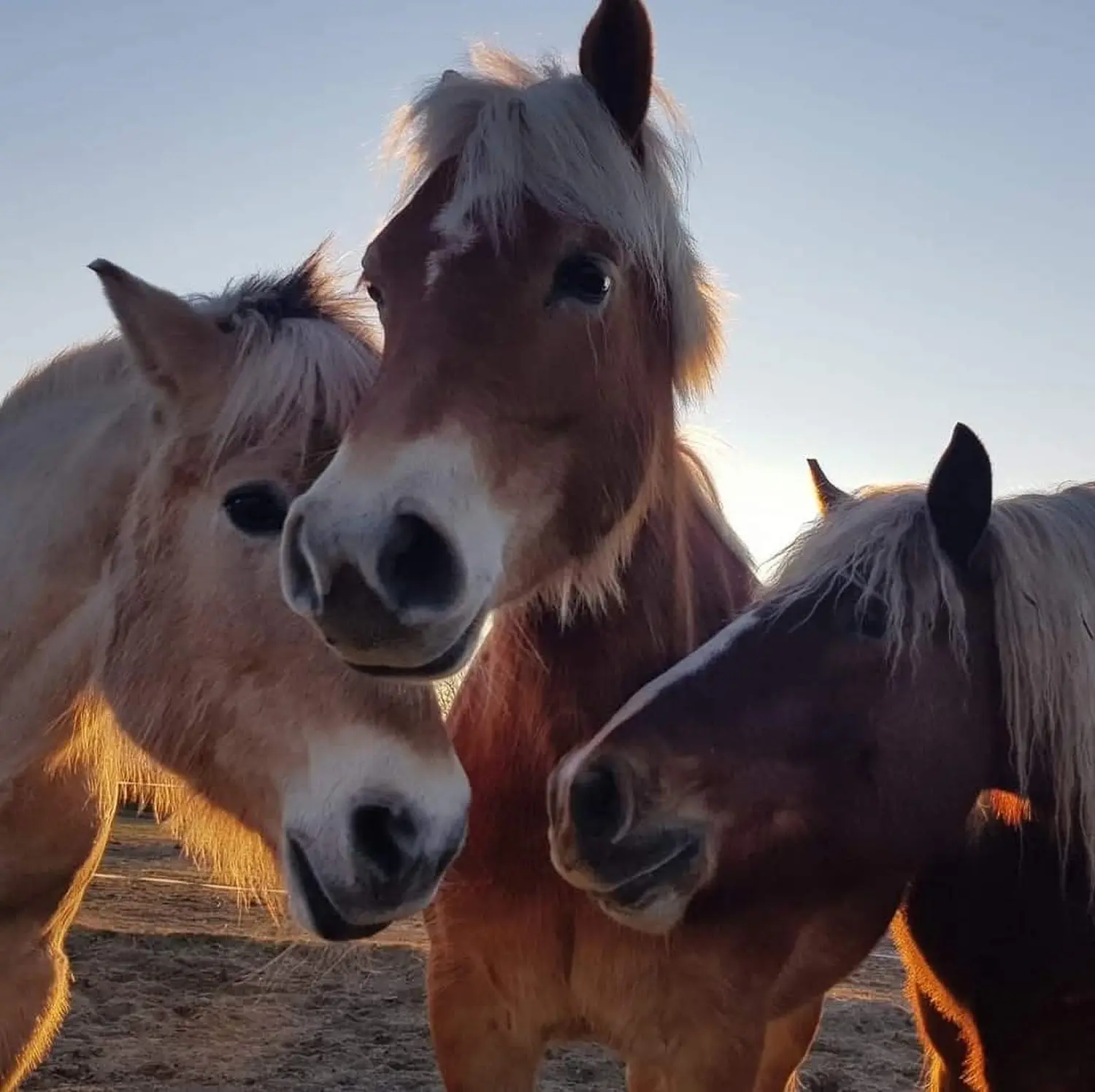 Reittherapie Seelenhalt - Reiten