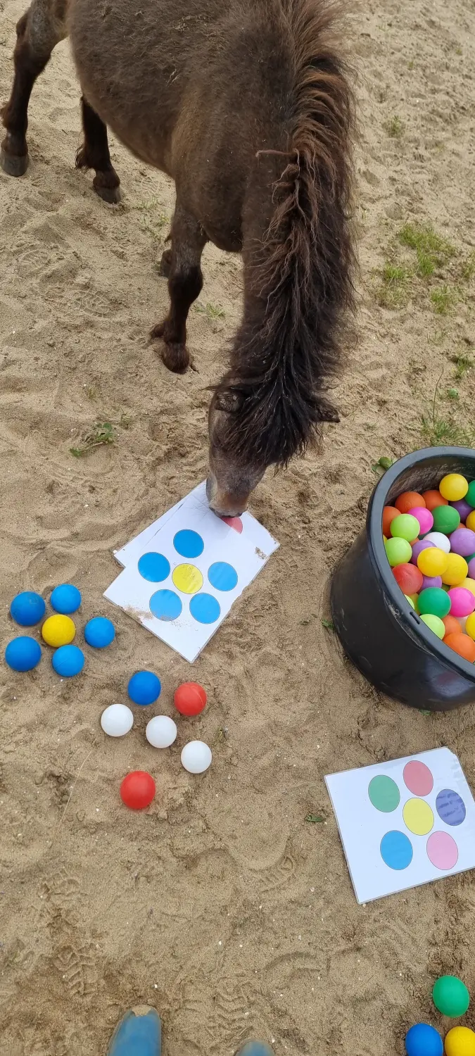Reittherapie Seelennhalt - Reiten - Pädagogisches Reiten II